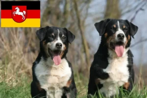 Read more about the article Appenzell Mountain Dog Breeder and Puppies in Lower Saxony