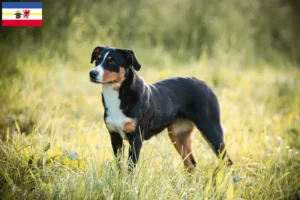 Read more about the article Appenzell Mountain Dog Breeder and Puppies in Mecklenburg-Vorpommern