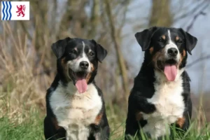 Read more about the article Appenzell Mountain Dog breeder and puppies in Nouvelle-Aquitaine