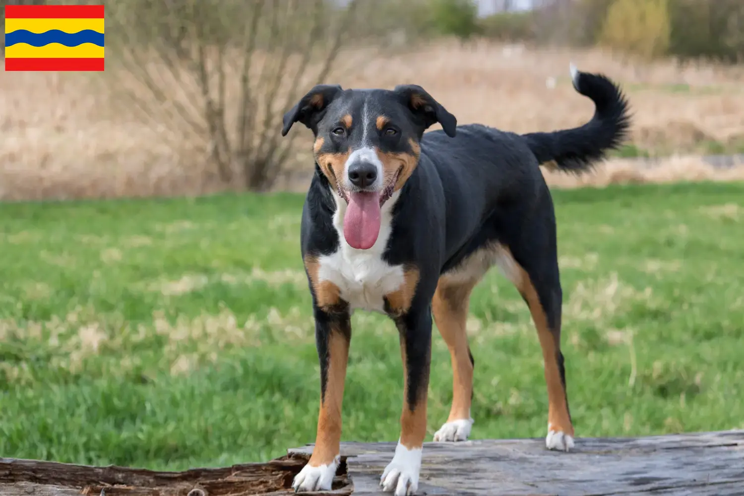 Read more about the article Appenzell Mountain Dog breeder and puppies in Overijssel