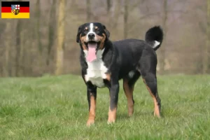 Read more about the article Appenzell Mountain Dog Breeder and Puppies in Saarland