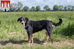 Read more about the article Appenzell Mountain Dog Breeder and Puppies in Salzburg