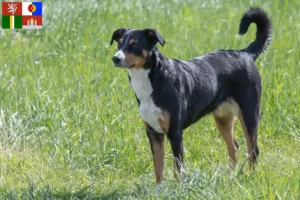 Read more about the article Appenzell Mountain Dog Breeder and Puppies in South Bohemia
