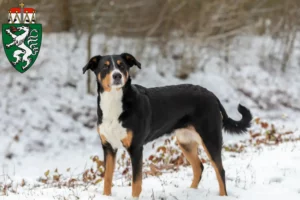 Read more about the article Appenzell Mountain Dog breeders and puppies in Styria