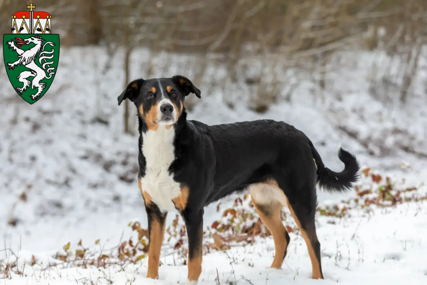 Read more about the article Appenzell Mountain Dog breeders and puppies in Styria