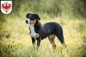 Read more about the article Appenzell Mountain Dog Breeder and Puppies in Tyrol