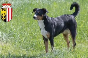 Read more about the article Appenzell Mountain Dog Breeder and Puppies in Upper Austria