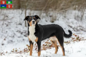 Read more about the article Appenzell Mountain Dog breeder and puppies in Ústí