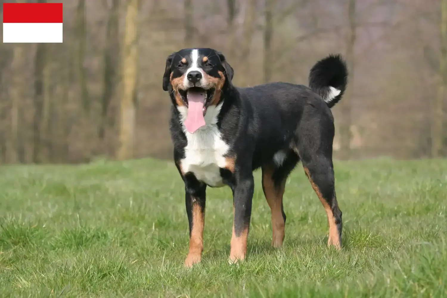 Read more about the article Appenzell Mountain Dog Breeder and Puppies in Vienna