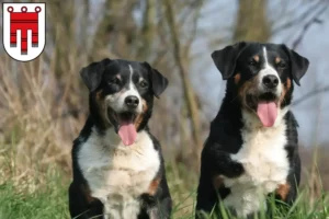 Read more about the article Appenzell Mountain Dog Breeder and Puppies in Vorarlberg