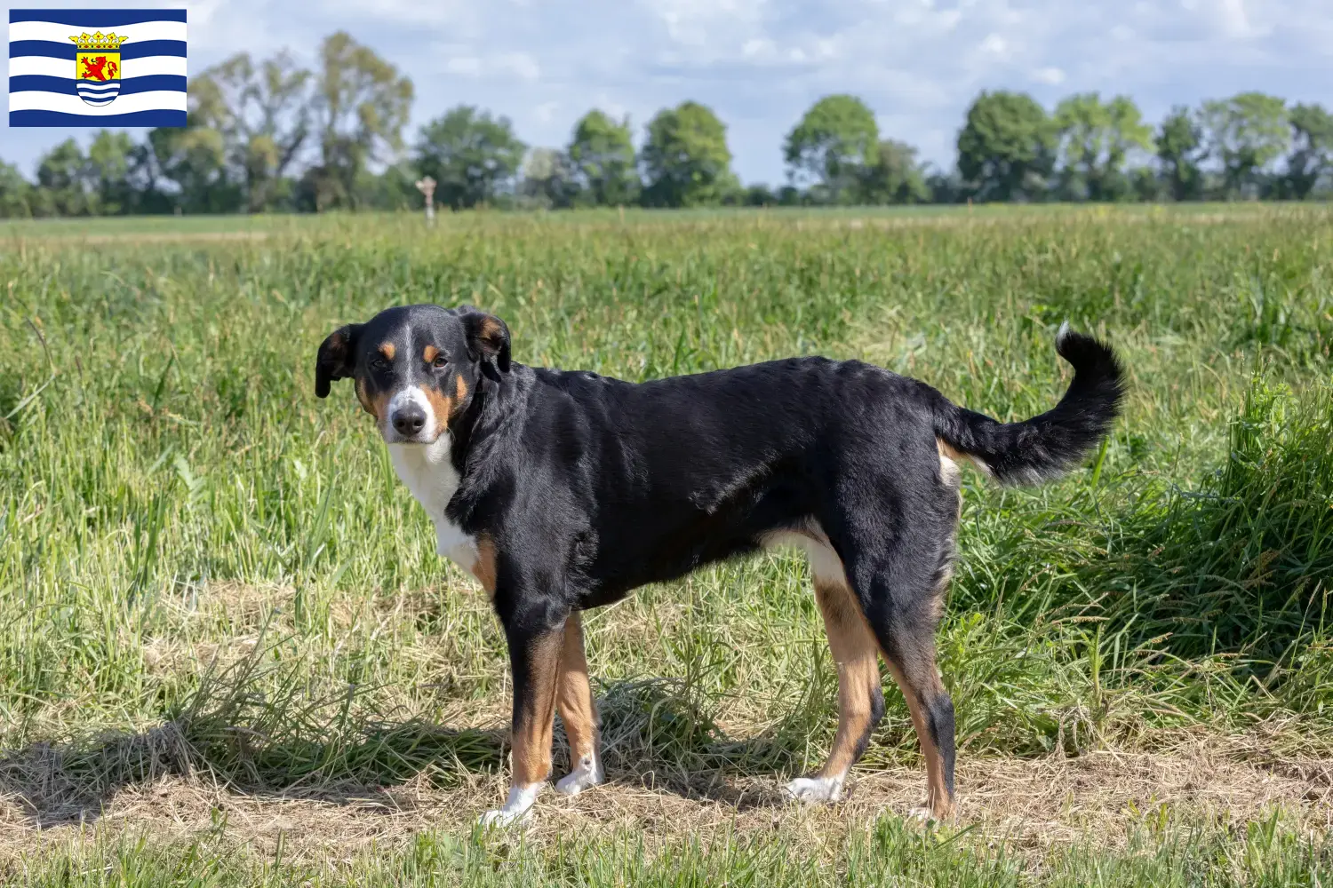 Read more about the article Appenzell Mountain Dog breeder and puppies in Zeeland