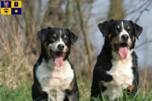 Read more about the article Appenzell Mountain Dog breeder and puppies in Zlín