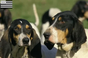 Read more about the article Ariégeois breeders and puppies in Brittany