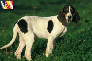Read more about the article Ariégeois breeders and puppies in Grand Est