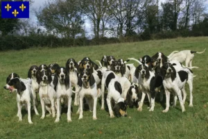 Read more about the article Ariégeois breeders and puppies in Île-de-France