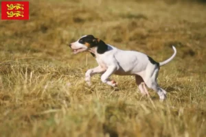 Read more about the article Ariégeois breeders and puppies in Normandy