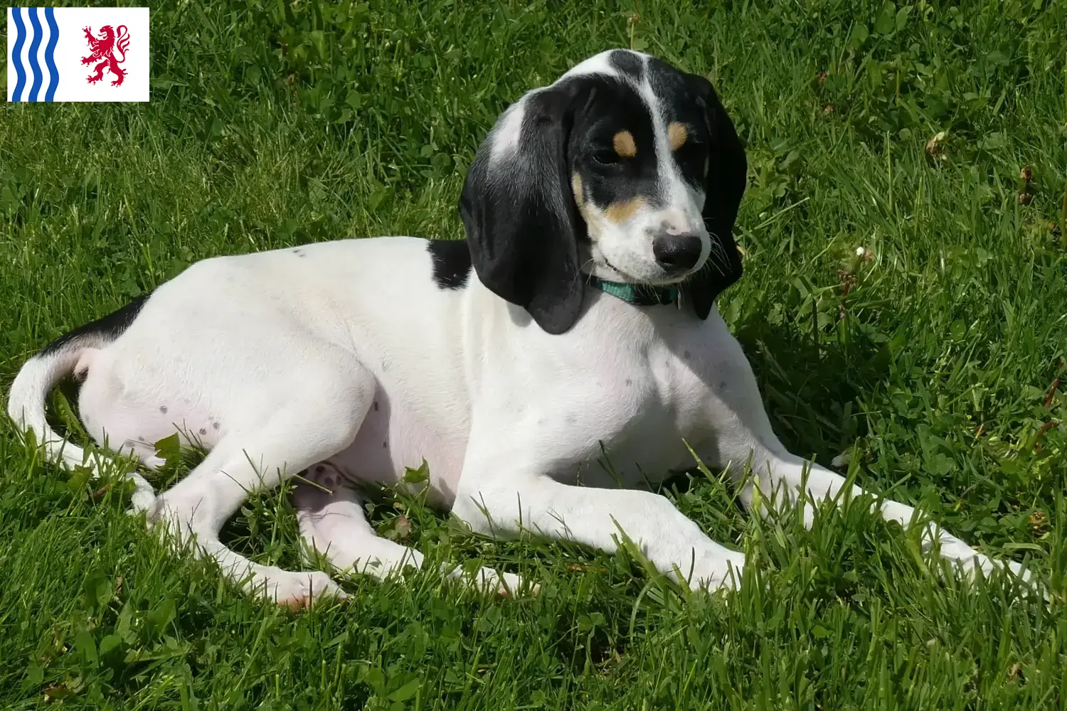 Read more about the article Ariégeois breeders and puppies in Nouvelle-Aquitaine