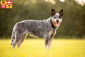 Read more about the article Australian Cattle Dog breeders and puppies in Auvergne-Rhône-Alpes