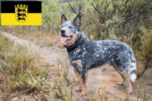 Read more about the article Australian Cattle Dog breeders and puppies in Baden-Württemberg