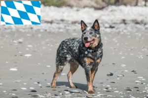 Read more about the article Australian Cattle Dog breeders and puppies in Bavaria