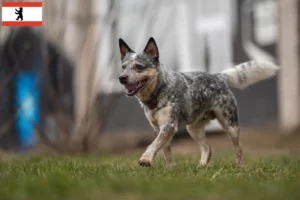 Read more about the article Australian Cattle Dog breeders and puppies in Berlin