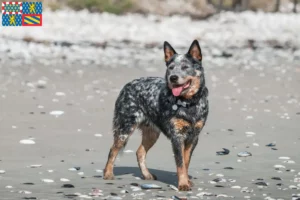 Read more about the article Australian Cattle Dog breeders and puppies in Bourgogne-Franche-Comté