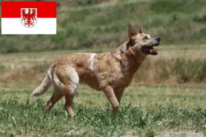 Read more about the article Australian Cattle Dog breeders and puppies in Brandenburg
