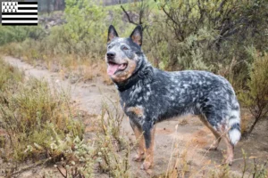 Read more about the article Australian Cattle Dog breeders and puppies in Brittany