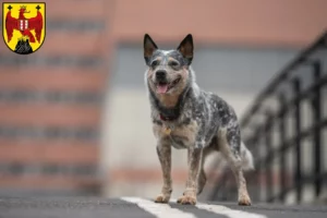 Read more about the article Australian Cattle Dog breeders and puppies in Burgenland