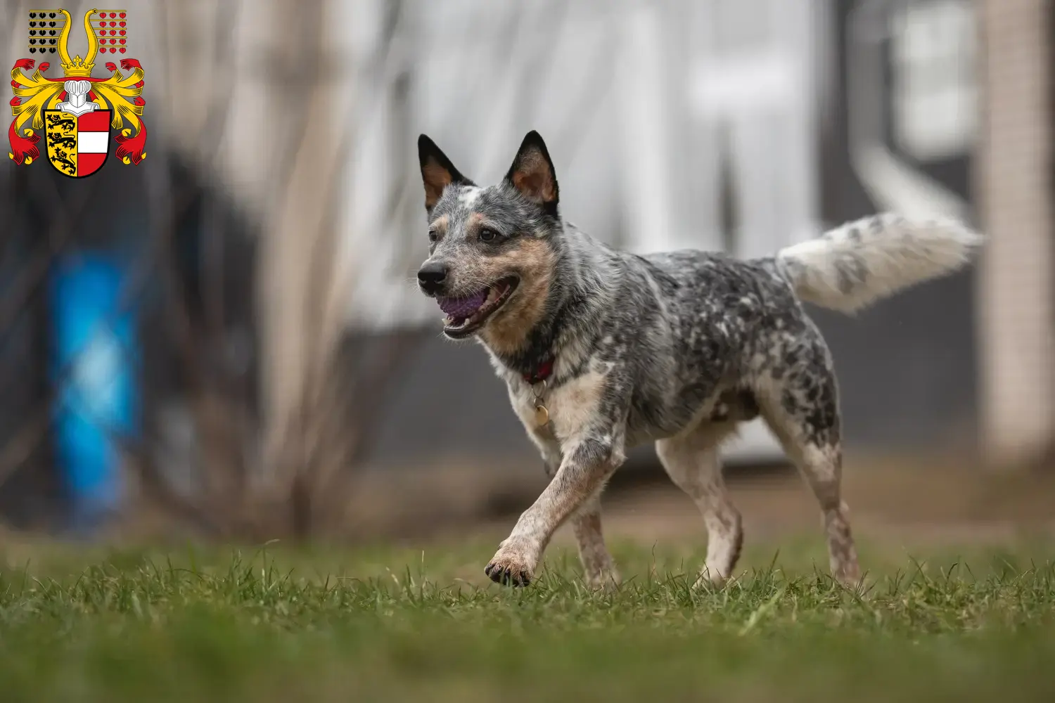 Read more about the article Australian Cattle Dog breeders and puppies in Carinthia