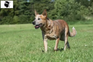 Read more about the article Australian Cattle Dog breeders and puppies in Corsica