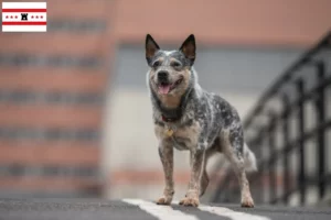 Read more about the article Australian Cattle Dog breeders and puppies in Drenthe