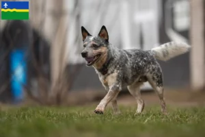 Read more about the article Australian Cattle Dog breeders and puppies in Flevoland