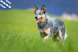 Read more about the article Australian Cattle Dog breeders and puppies in Friesland