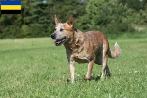 Read more about the article Australian Cattle Dog breeders and puppies in Gelderland