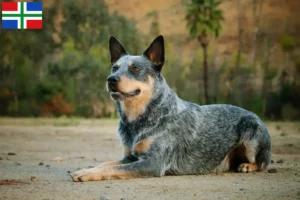 Read more about the article Australian Cattle Dog breeders and puppies in Groningen