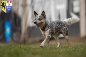 Read more about the article Australian Cattle Dog breeders and puppies in Hauts-de-France