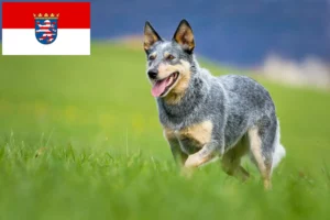 Read more about the article Australian Cattle Dog breeders and puppies in Hessen