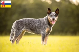 Read more about the article Australian Cattle Dog breeders and puppies in Limburg