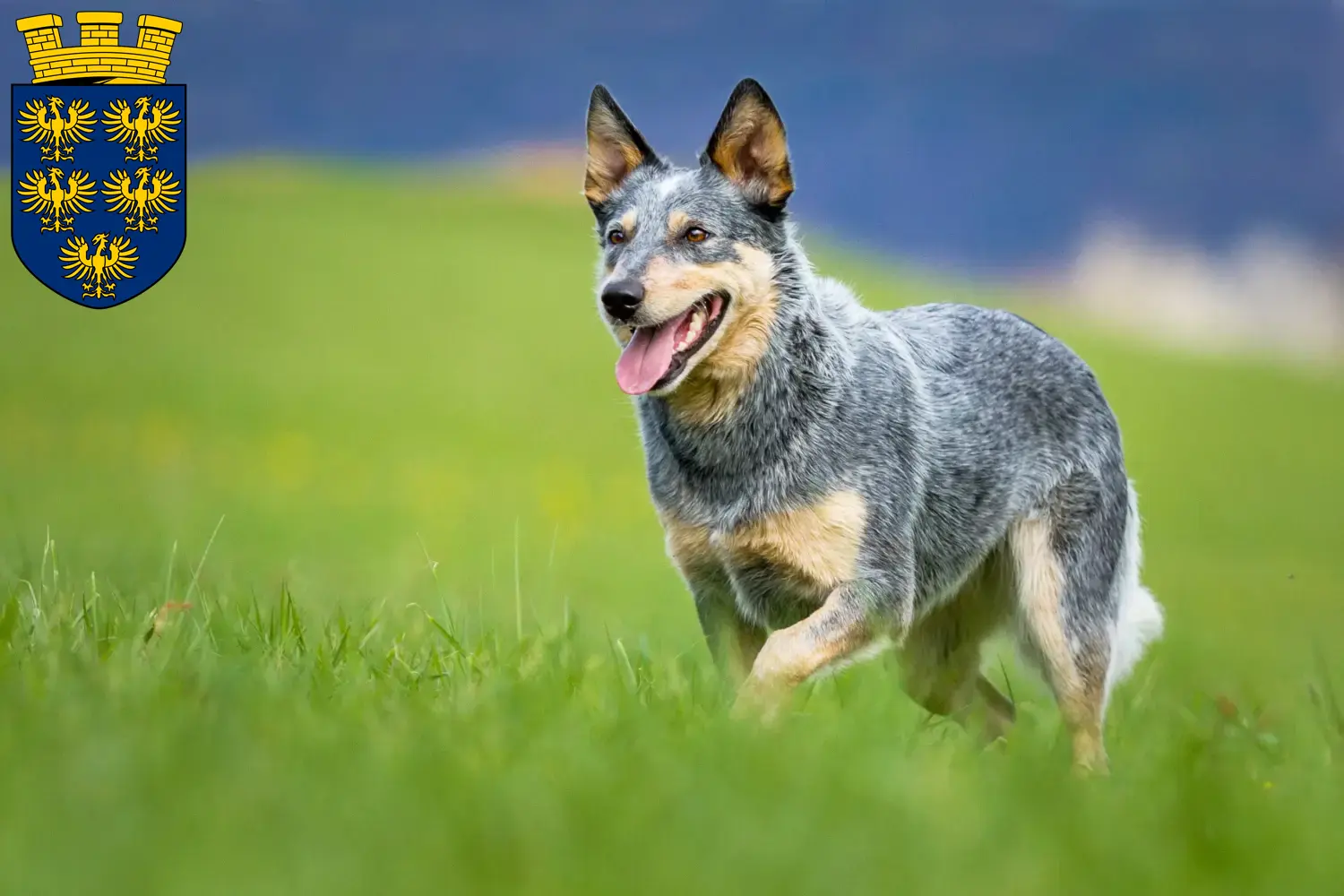 Read more about the article Australian Cattle Dog breeders and puppies in Lower Austria