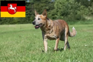 Read more about the article Australian Cattle Dog breeders and puppies in Lower Saxony