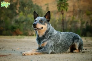 Read more about the article Australian Cattle Dog breeders and puppies in Midtjylland