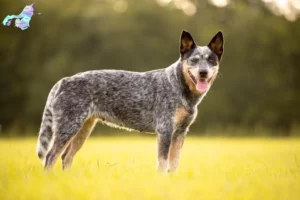 Read more about the article Australian Cattle Dog breeders and puppies in Nordjylland