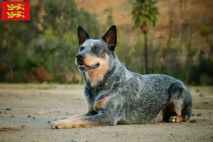 Read more about the article Australian Cattle Dog breeders and puppies in Normandy