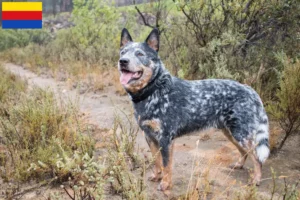 Read more about the article Australian Cattle Dog breeders and puppies in North Holland