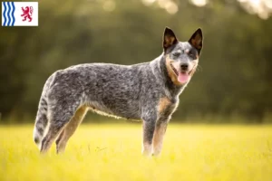 Read more about the article Australian Cattle Dog breeders and puppies in Nouvelle-Aquitaine