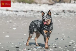 Read more about the article Australian Cattle Dog breeders and puppies in Occitania