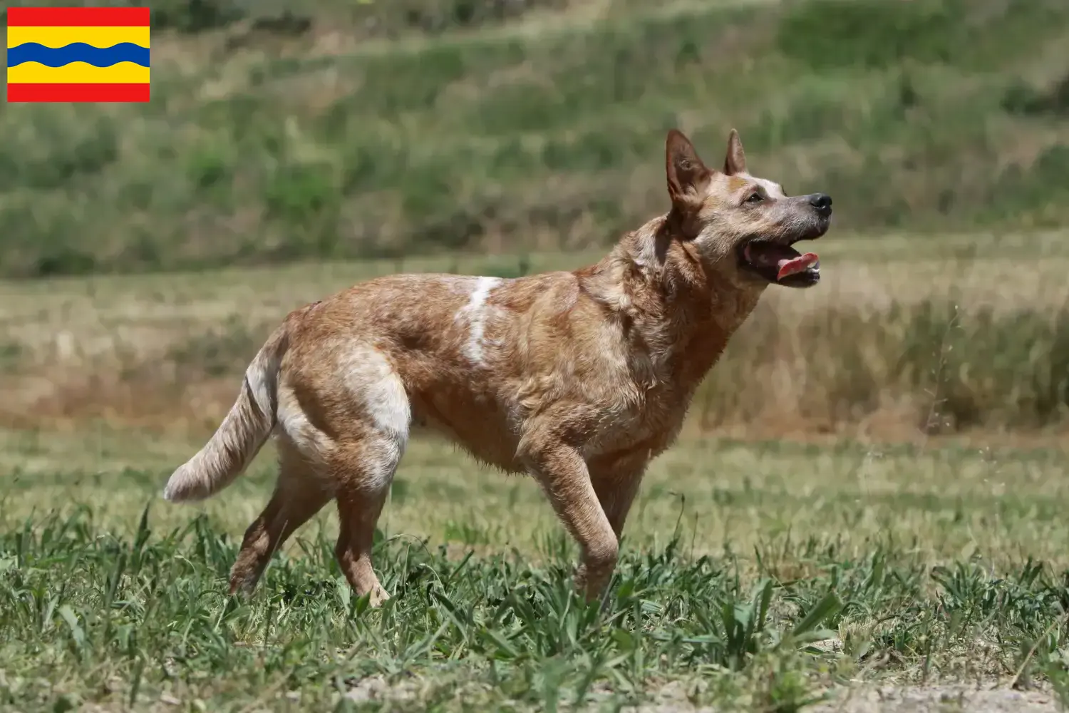 Read more about the article Australian Cattle Dog breeders and puppies in Overijssel