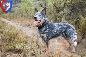 Read more about the article Australian Cattle Dog breeders and puppies in Pays de la Loire