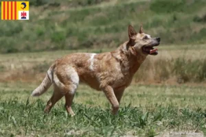 Read more about the article Australian Cattle Dog breeders and puppies in Provence-Alpes-Côte d’Azur